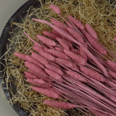 Droogbloem Phalaris - Frosted Pink